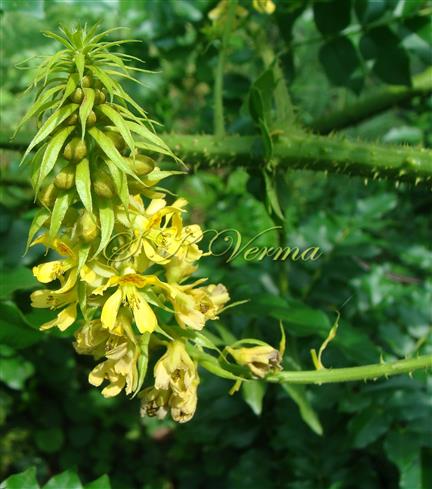  Inflorescence